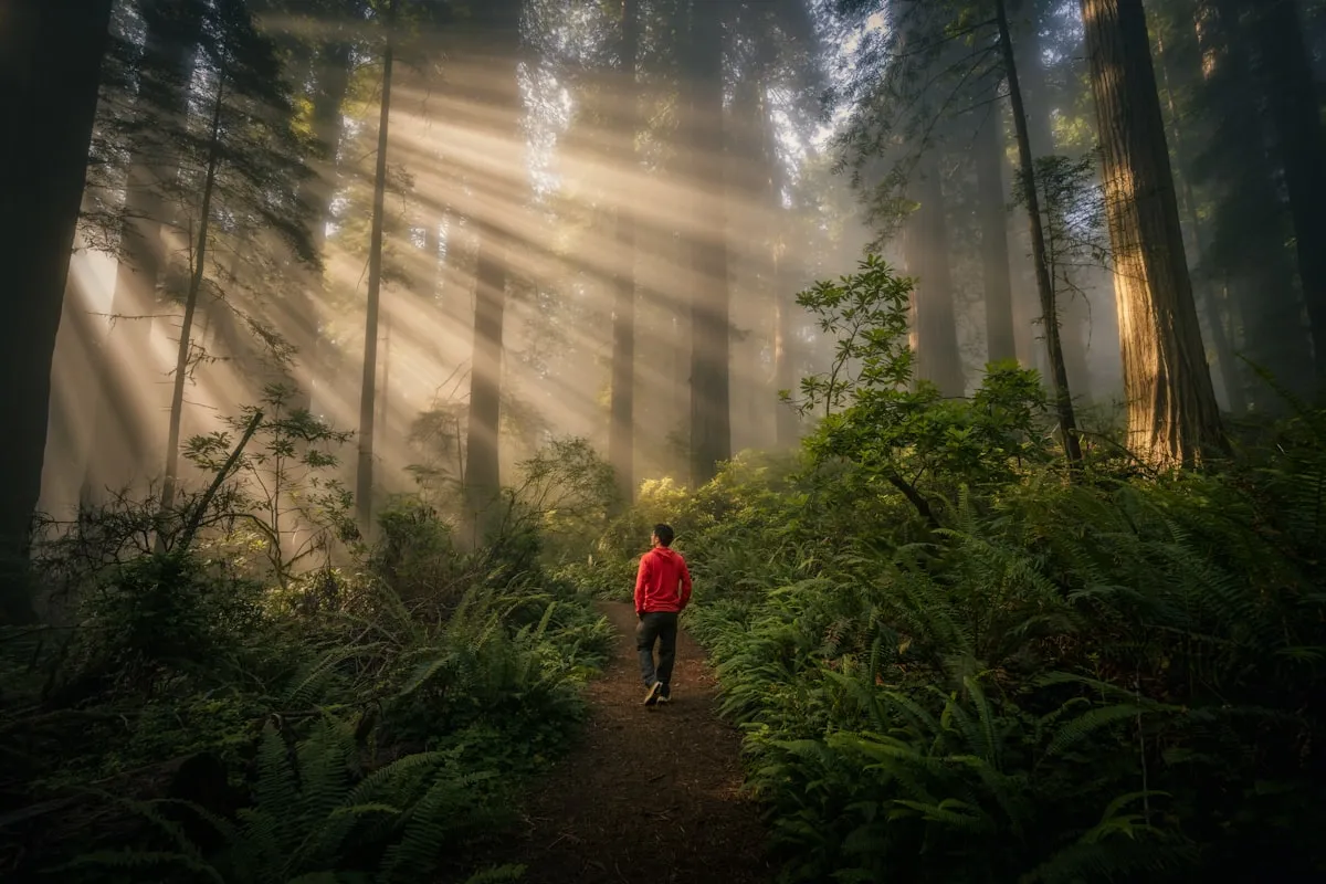 A person walking a misty forest path lit by sunbeams